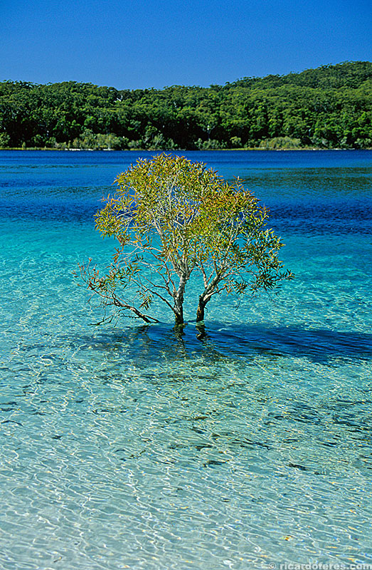 Lago McKenzie