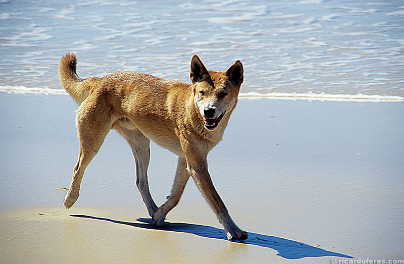 Dingo, o cão selvagem australiano.