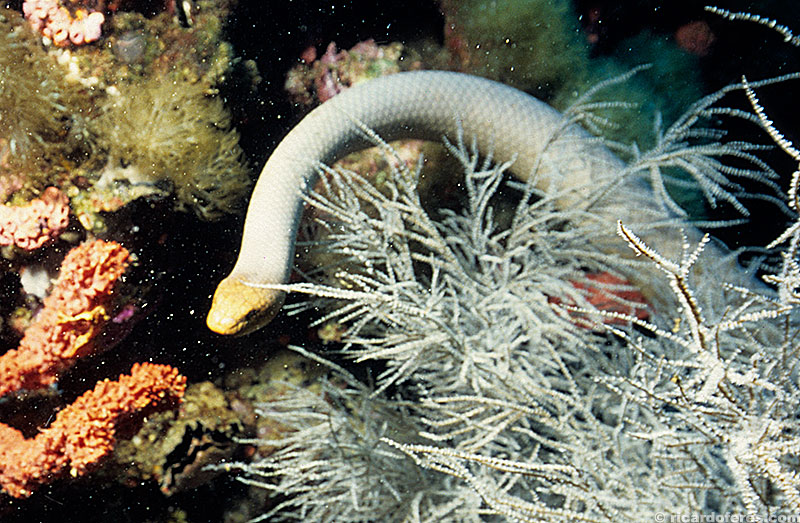 No Yongala é fácil encontrar serpentes marinhas, que mesmo sendo um dos animais mais venenosos do mundo, não oferece perigo aos mergulhadores.