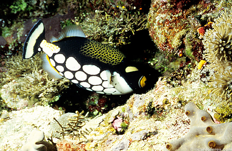 Peixe cangulo palhaço no recife Flinders