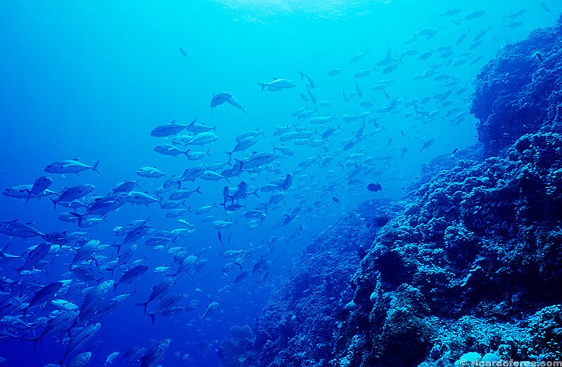 Muitos mergulhos no Mar de Coral são feitos descendo direto para os 40 metros e subindo lentamente, observando a espetacular vida marinha.