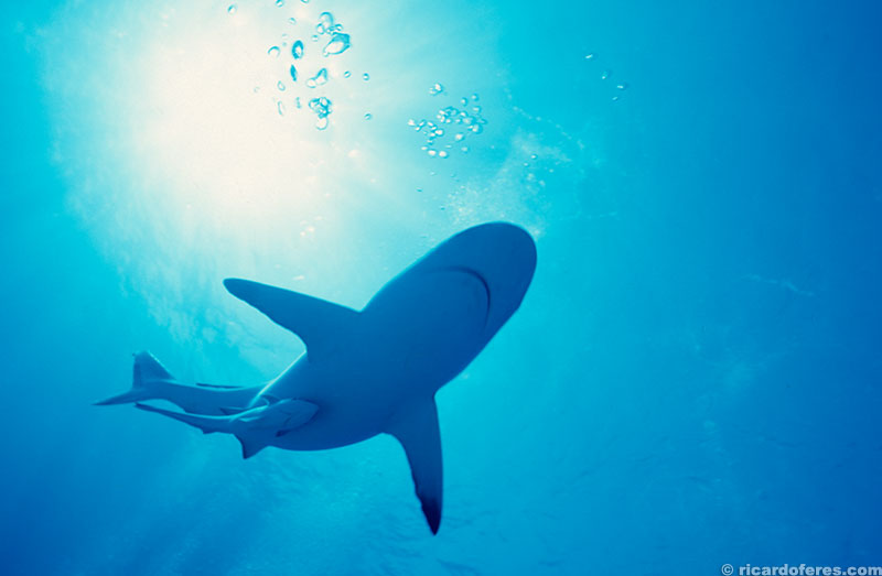 Um dos melhores pontos se chama Shark Zoo, clique aqui para ver um artigo sobre esse local
