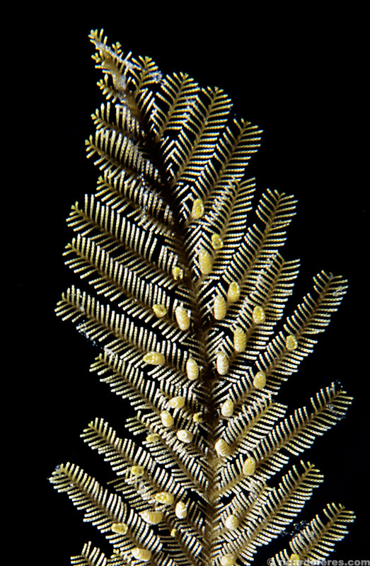Os mergulhos noturnos no recife Myrmidon oferecem excelentes opções para macrofotografia, como esse hidrozoário.