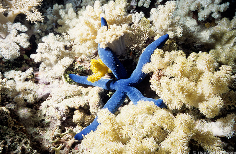 Estrela-do-mar no recife Myrmidon.