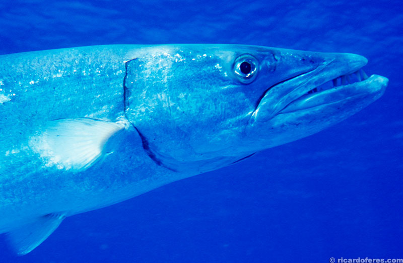 Este é Elvis, uma barracuda enorme que habita o recife Wheeler.