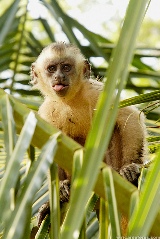 Macaco-prego nos Lençóis Maranhenses