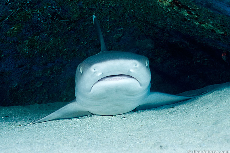 Tubarão galha branca de recife, Big Island, Havaí