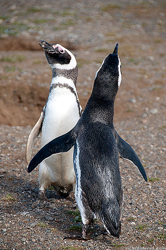 Pinguim-de-Magalhães, ilha Magdalena, Chile