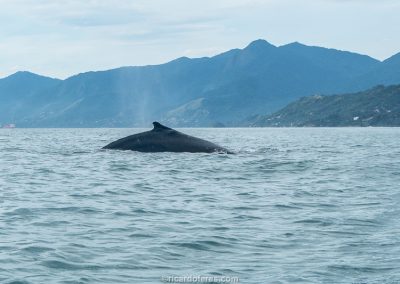 Paddling with whales and dolphins in Brazil